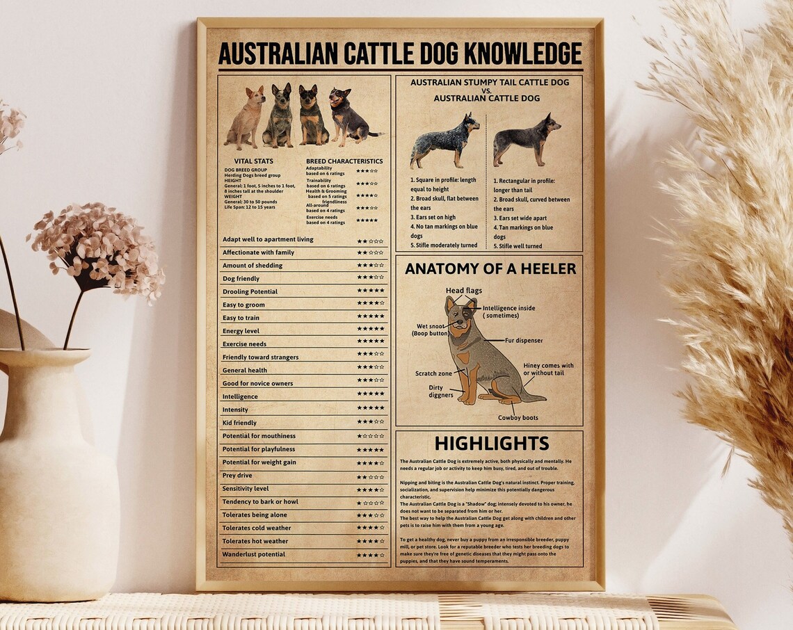 Australian Cattle Dog Knowledge, Vintage Poster Print