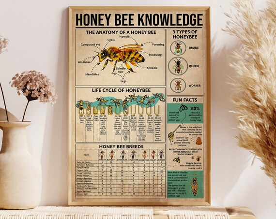 Honey Bee Knowledge, Anatomy and Life Cycle Poster