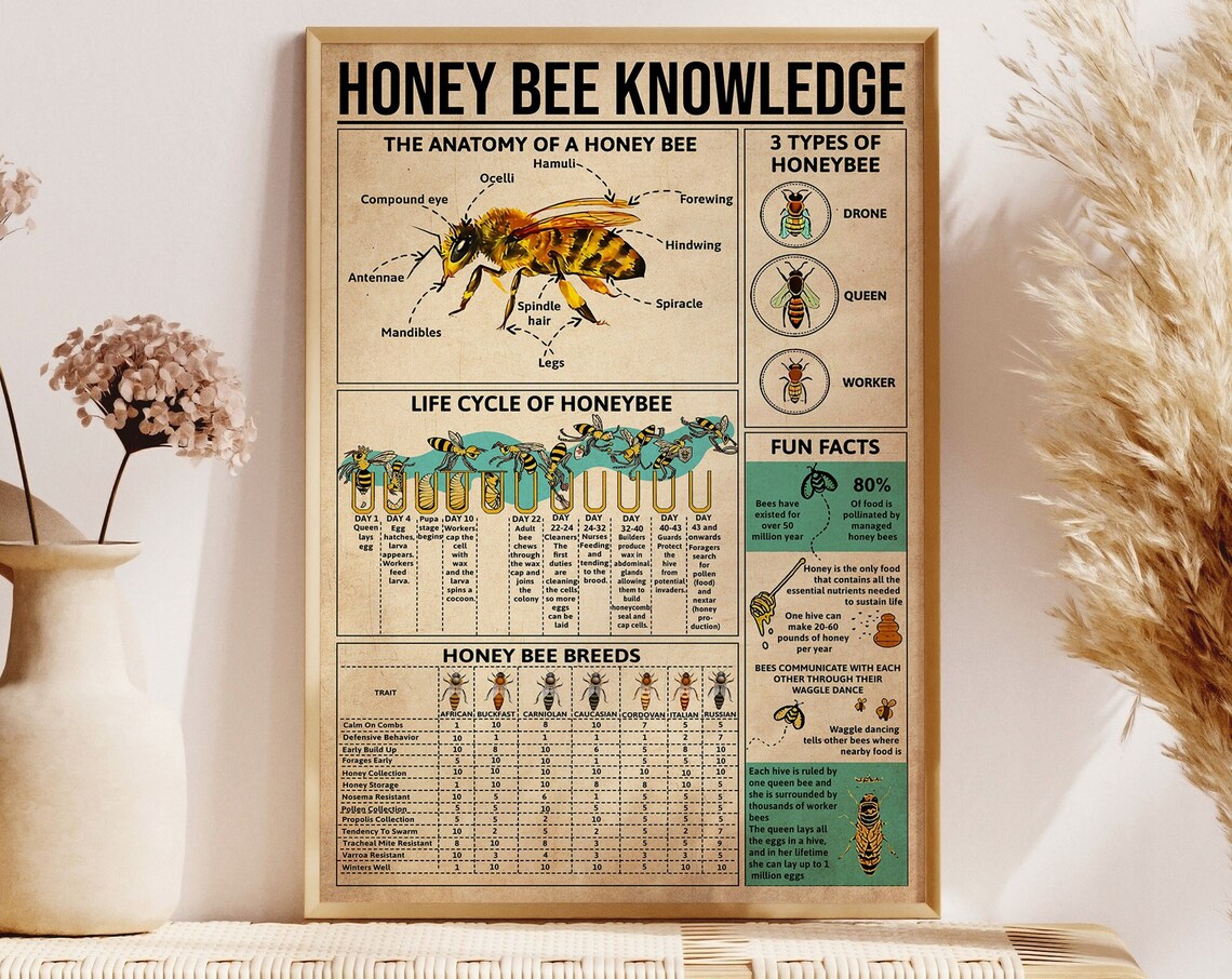 Honey Bee Knowledge, Anatomy and Life Cycle Poster