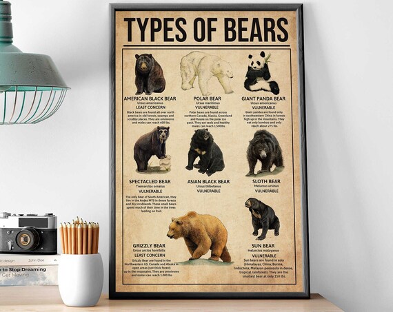 Types Of Bears Chart Black Polar Panda Grizzly Species Poster