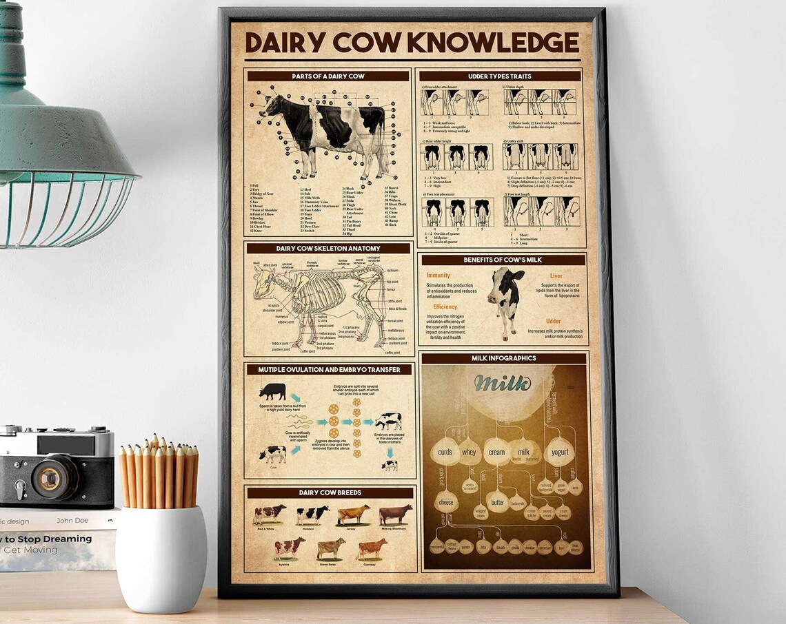 Dairy Cow Knowledge Anatomy Breeds Milk Chart Vintage Poster