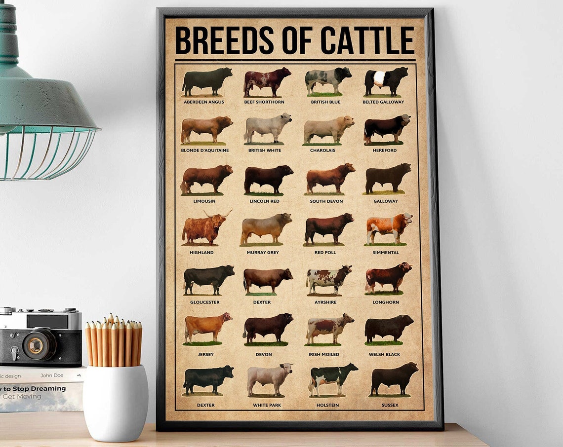 Breeds Of Cattle Vintage Farm Animal Identification Chart Poster