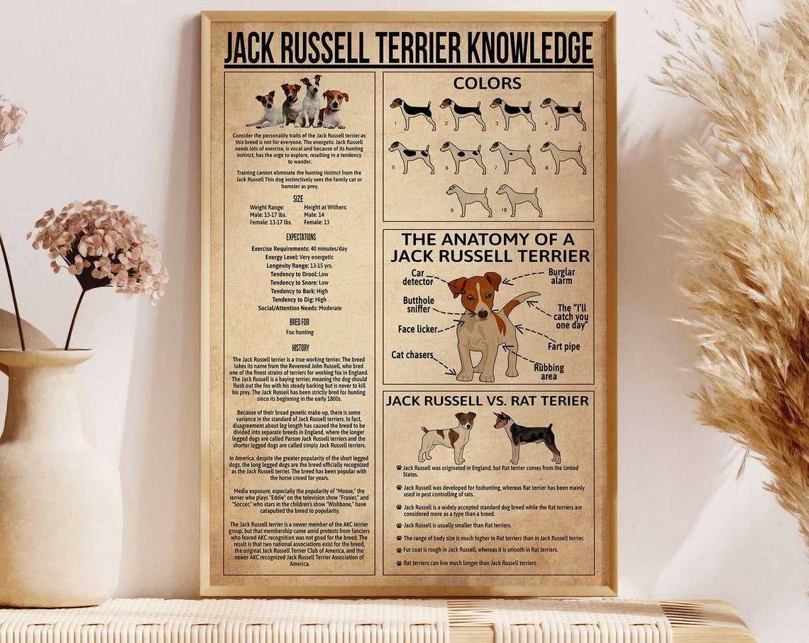 Jack Russell Terrier Knowledge Chart Funny Anatomy Guide Poster