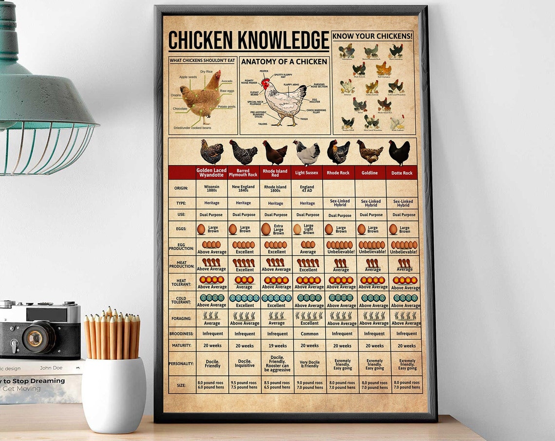 Chicken Knowledge Vintage Breeds Chart Anatomy Of A Chicken Poster