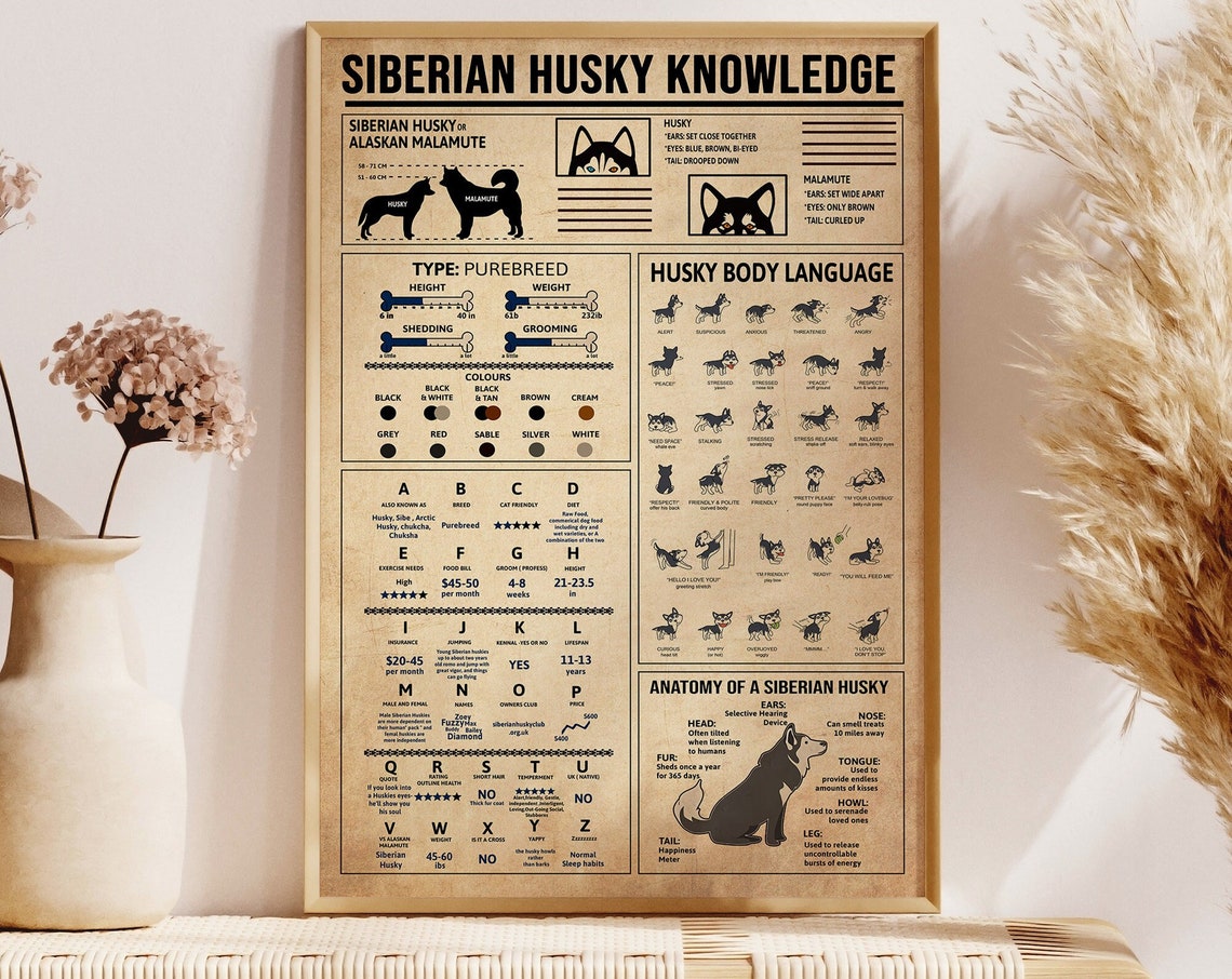 Siberian Husky Knowledge Breed Chart Body Language Guide Poster