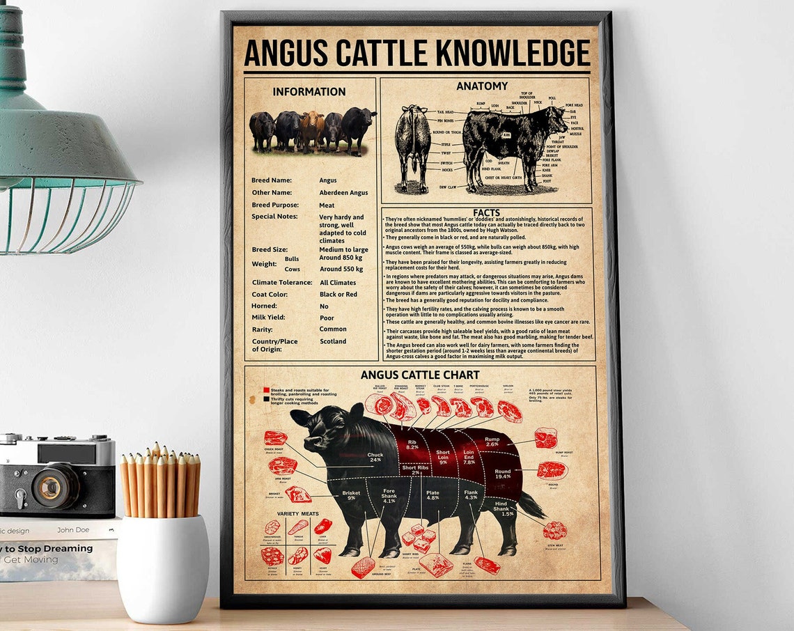 Angus Cattle Knowledge Chart Vintage Breed Facts Anatomy Poster