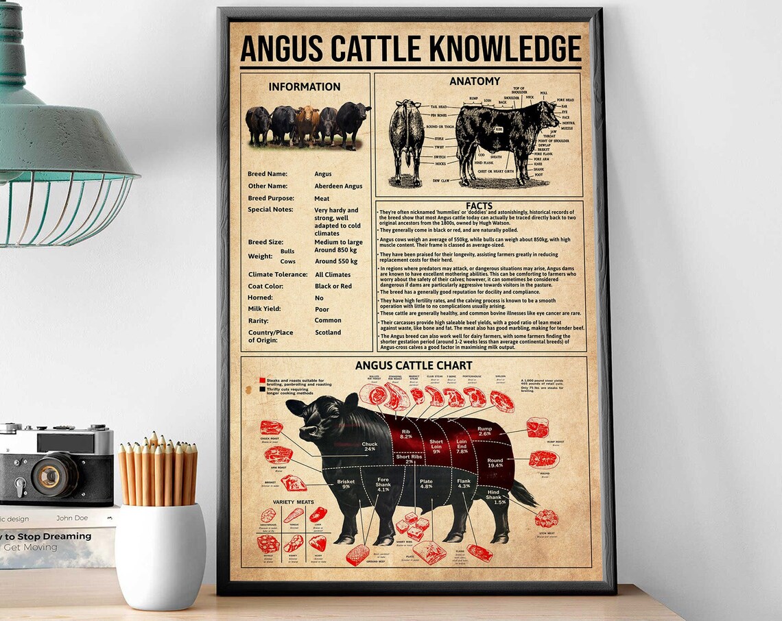 Angus Cattle Facts Poster, Meat Chart and Anatomy