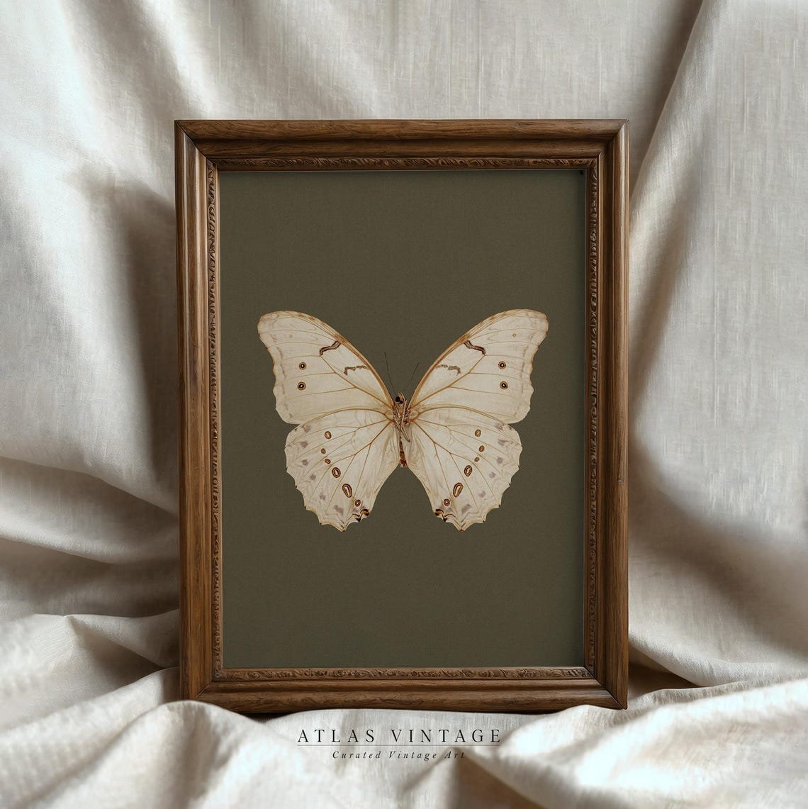 White Butterfly Specimen Dark Olive Botanical Style Art Poster - Image 6