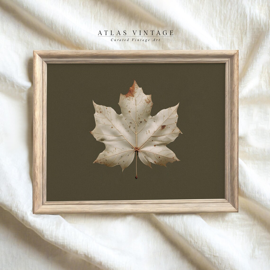 Dried White Maple Leaf on Olive Green Vintage Botanical Study Art Poster - Image 4