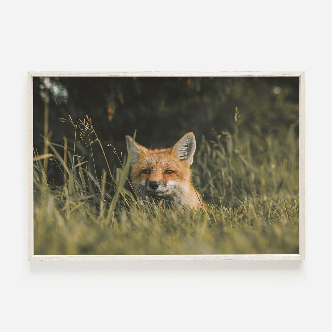 Fox Hiding in Tall Grass, Pacific Northwest Print
