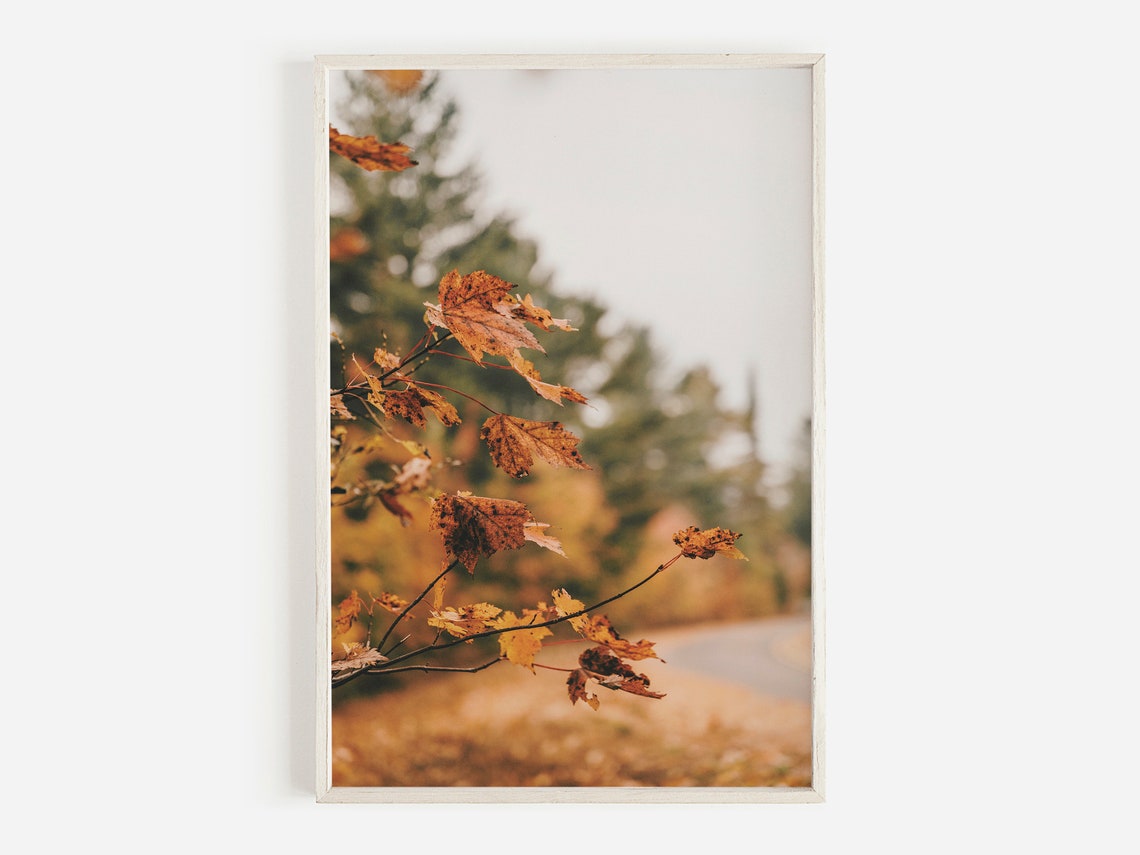 Golden Autumn Maple Leaves Close-Up on a Branch Photo Poster