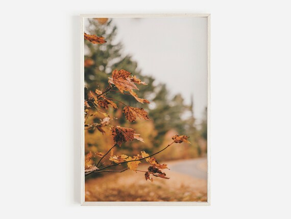 Golden Autumn Maple Leaves Close-Up on a Branch Photo Poster