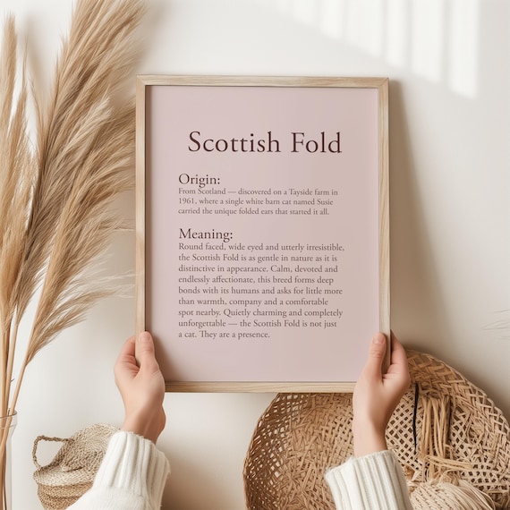 Scottish Fold Cat Print Gift For Owner Lover Wall Art Definition Birthday Her