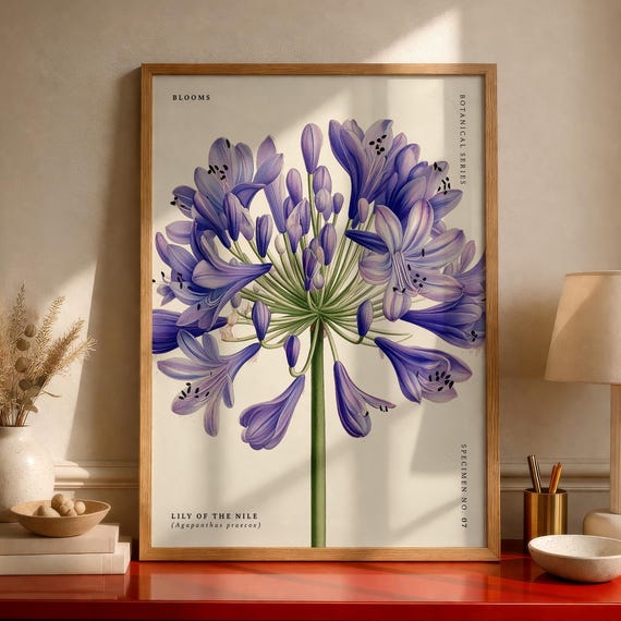 Lily Of The Nile Agapanthus Praecox Botanical Poster Vintage Flower Illustration Floral Wall Art
