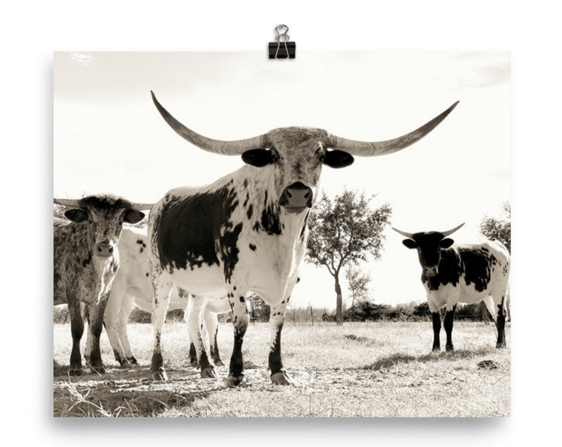 Texas Longhorn Cattle Black and White Rustic Ranch Photo Wall Art