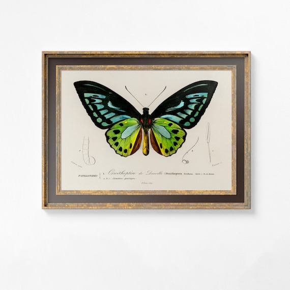 Art Deco Butterfly Vintage Poster Print