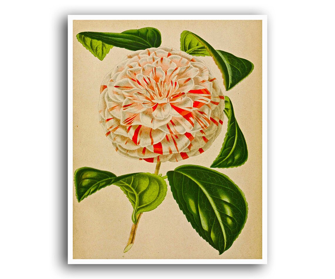 Striped Camellia Flower Vintage Botanical Illustration Art Print