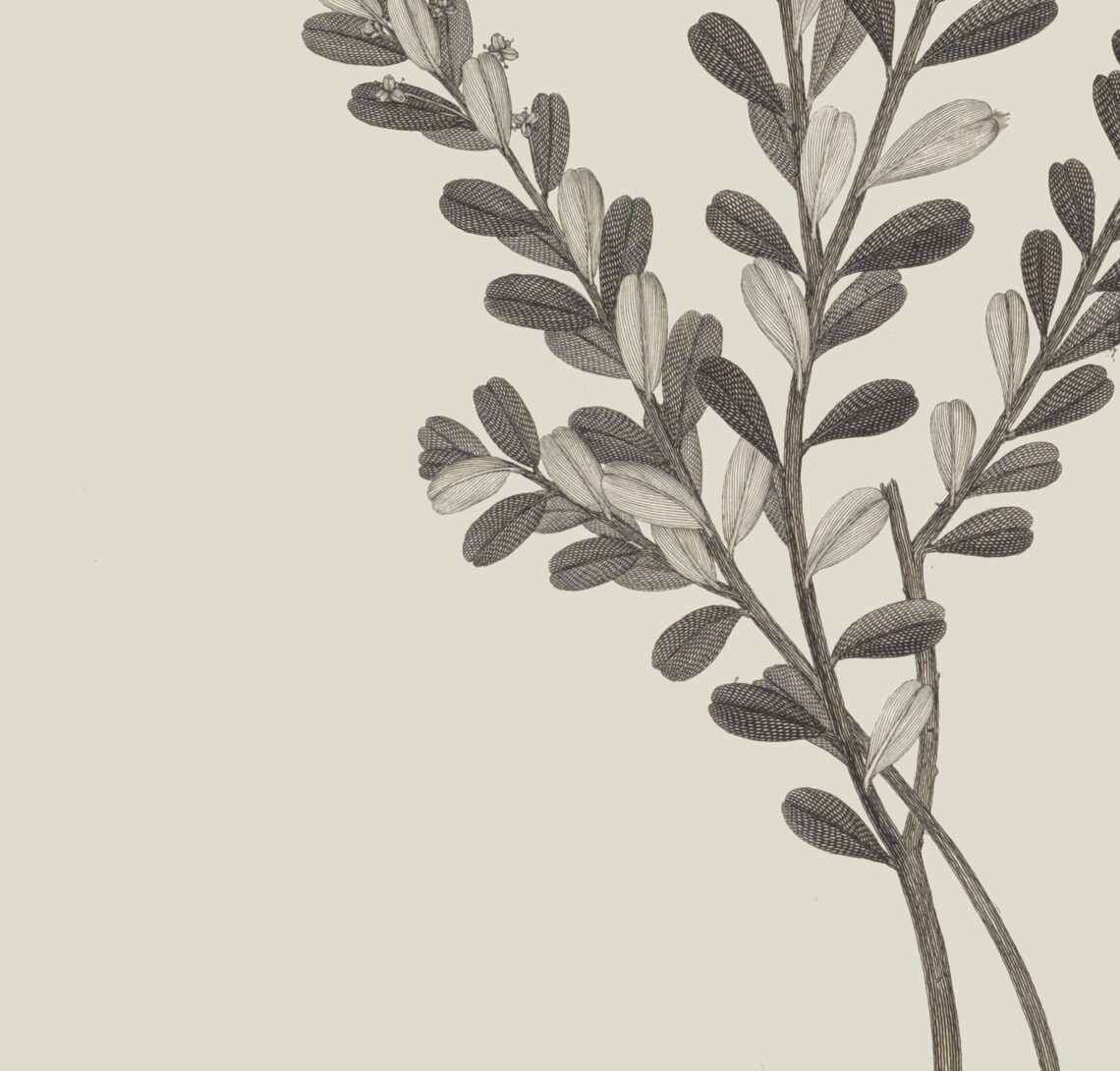 Botanical Branch Drawing, Simple Flower Art Print - Image 3