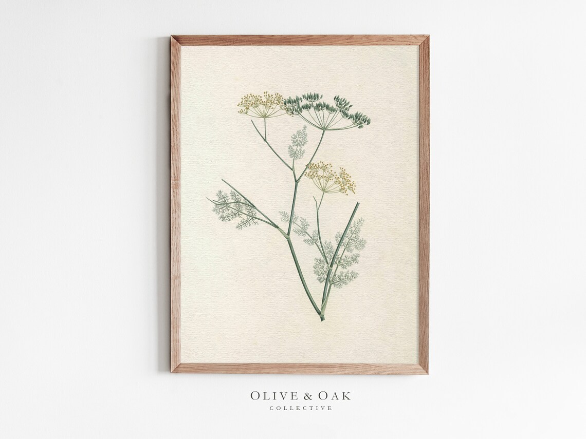 Dill Kitchen Drawing, Botanical Kitchen Decor