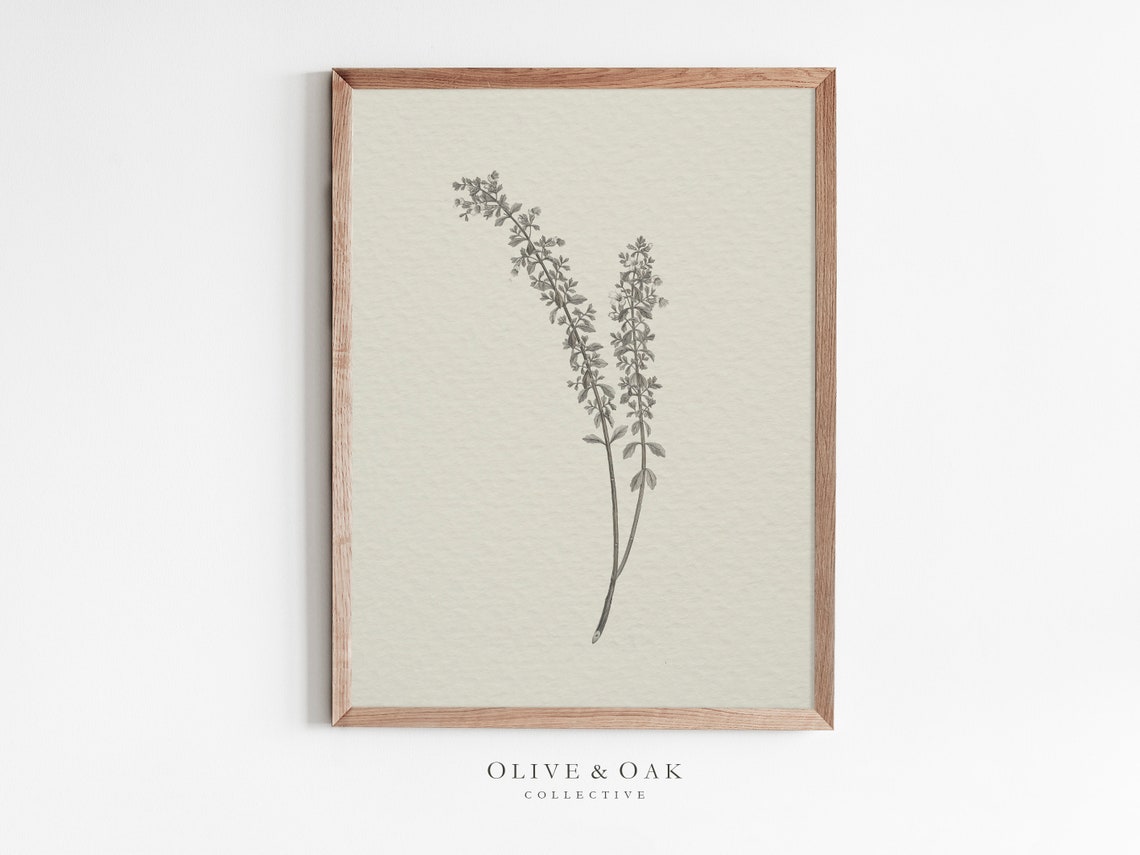 Vintage Botanical Drawing, Sketch Art Print