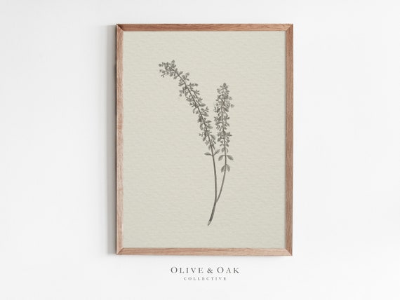 Vintage Botanical Drawing, Sketch Art Print