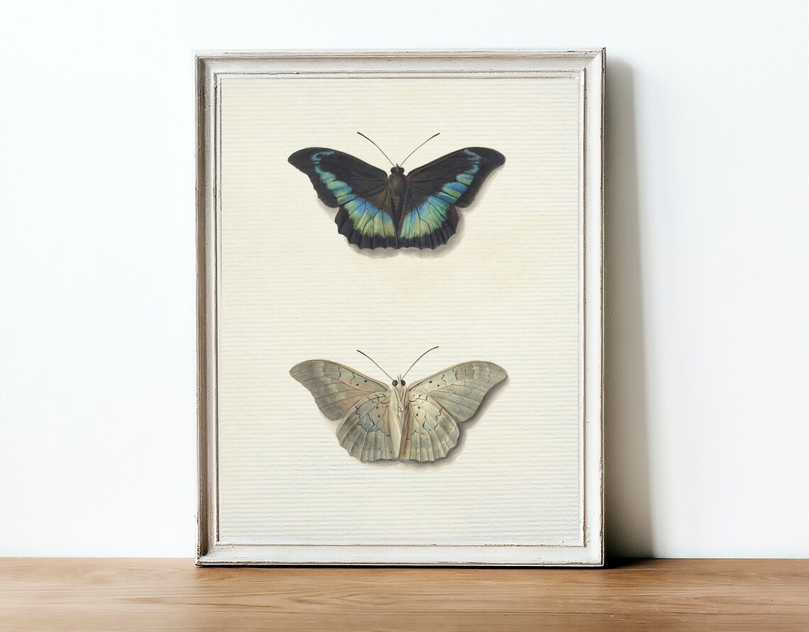 Vintage Botanical Study Butterfly Drawing, Art Print - Image 3