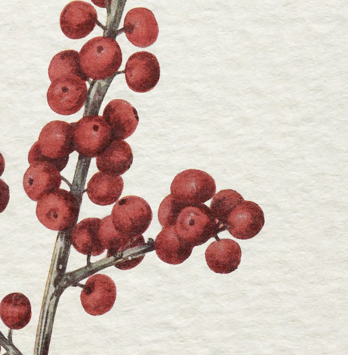 Vintage Branch Sketch, Antique Botanical Art Print - Image 3