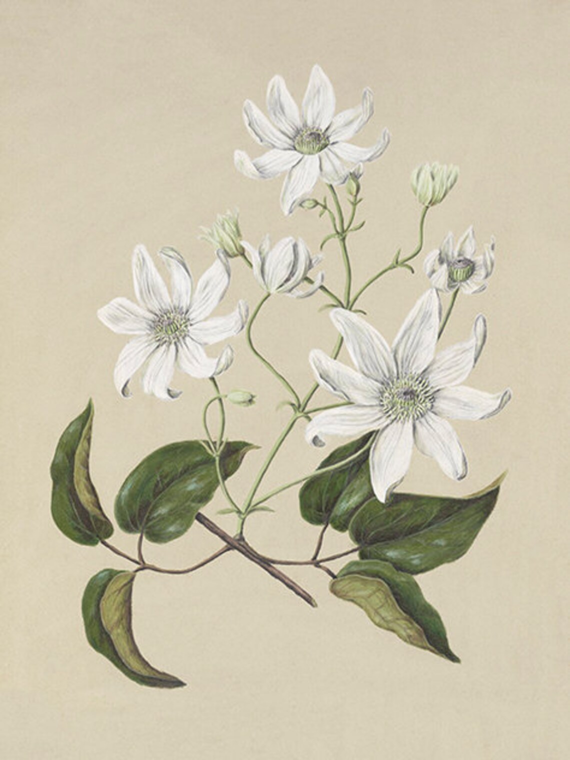 Vintage Botanical Art Print, Neutral Decor - Image 4