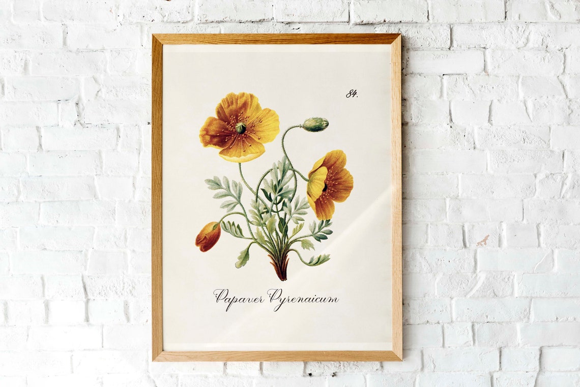 Papaver Pyrenaicum Yellow Poppy Vintage Botanical Wall Poster