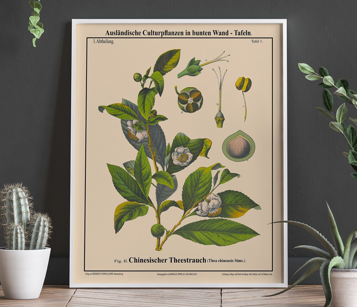Tea Tree Botanical Print, Chinese Tea Drinker Gift