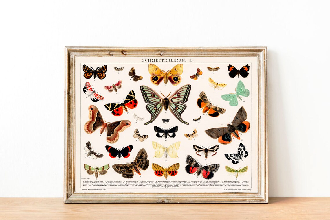 Butterfly Species Vintage Botanical Art Print