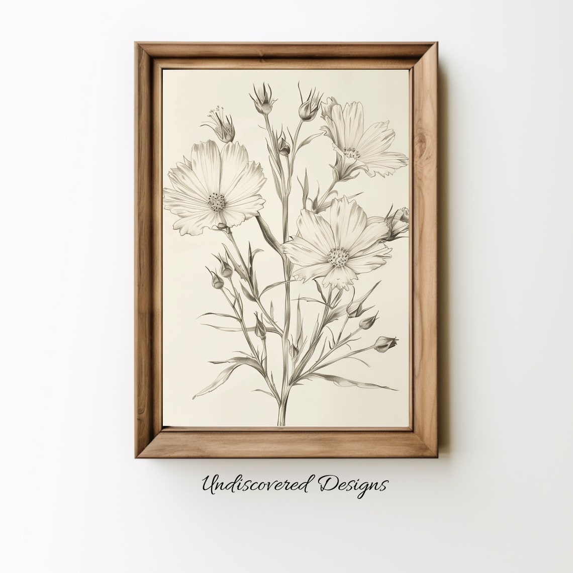 Chicory Botanical Sketch Art Print Vintage Pencil Drawing