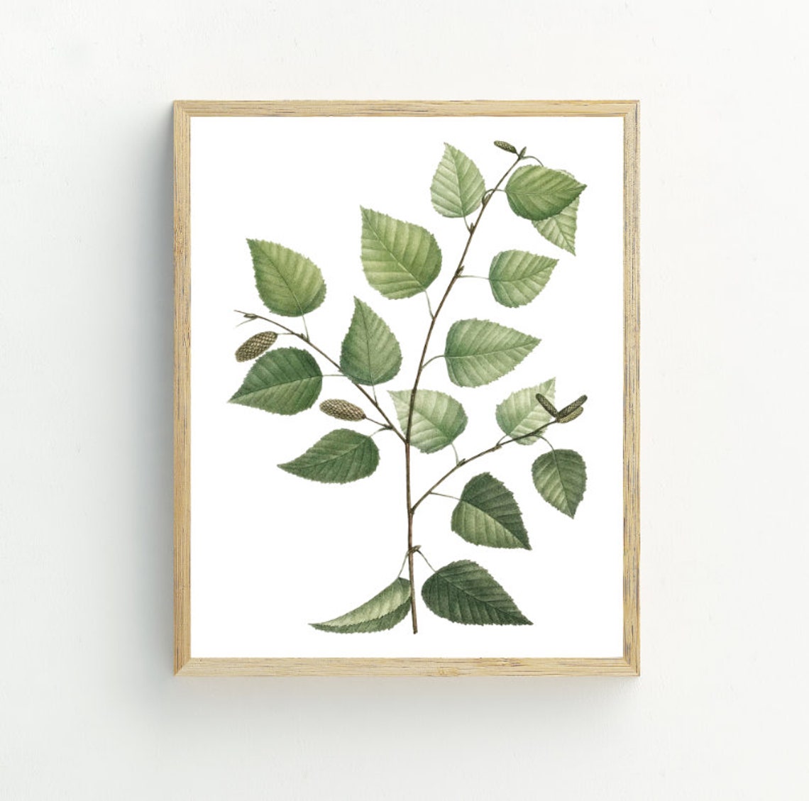 Vintage Botanical Birch Branch Green Leaves Illustration Wall Art - Image 2