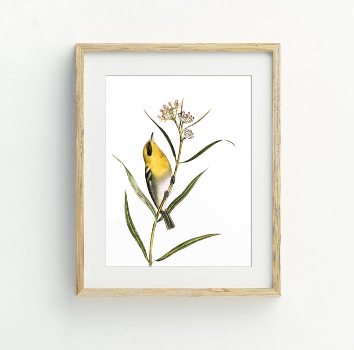 Vintage Yellow Bird Illustration Classic Botanical Wildlife Art Poster