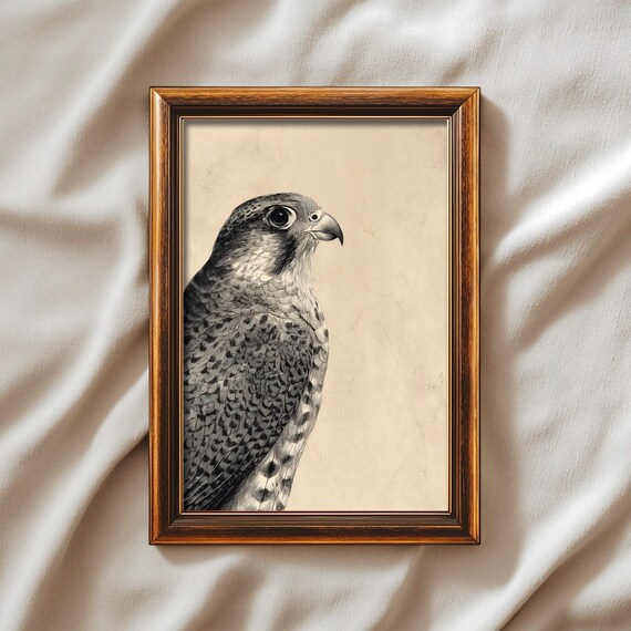 Vintage Falcon Print Raptor Bird Illustration Hawk Wall Art Natural History Decor Ornithology Antique Study Prints