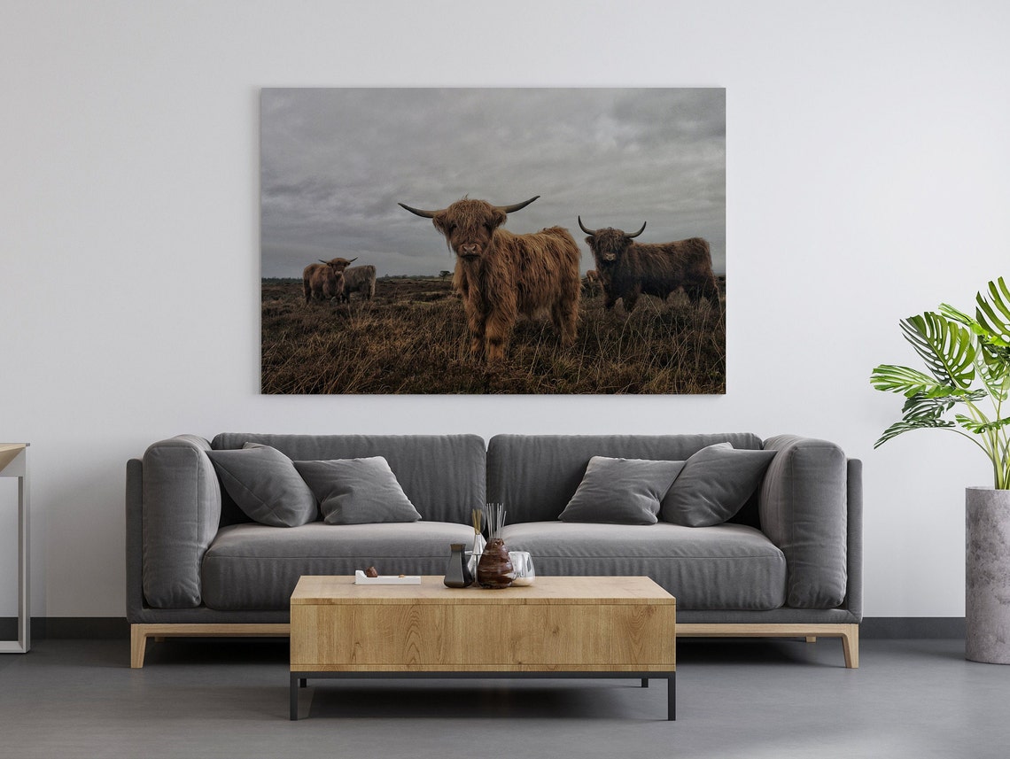 Highland Cattle Herd Standing On Misty Moorland Field Poster - Image 3