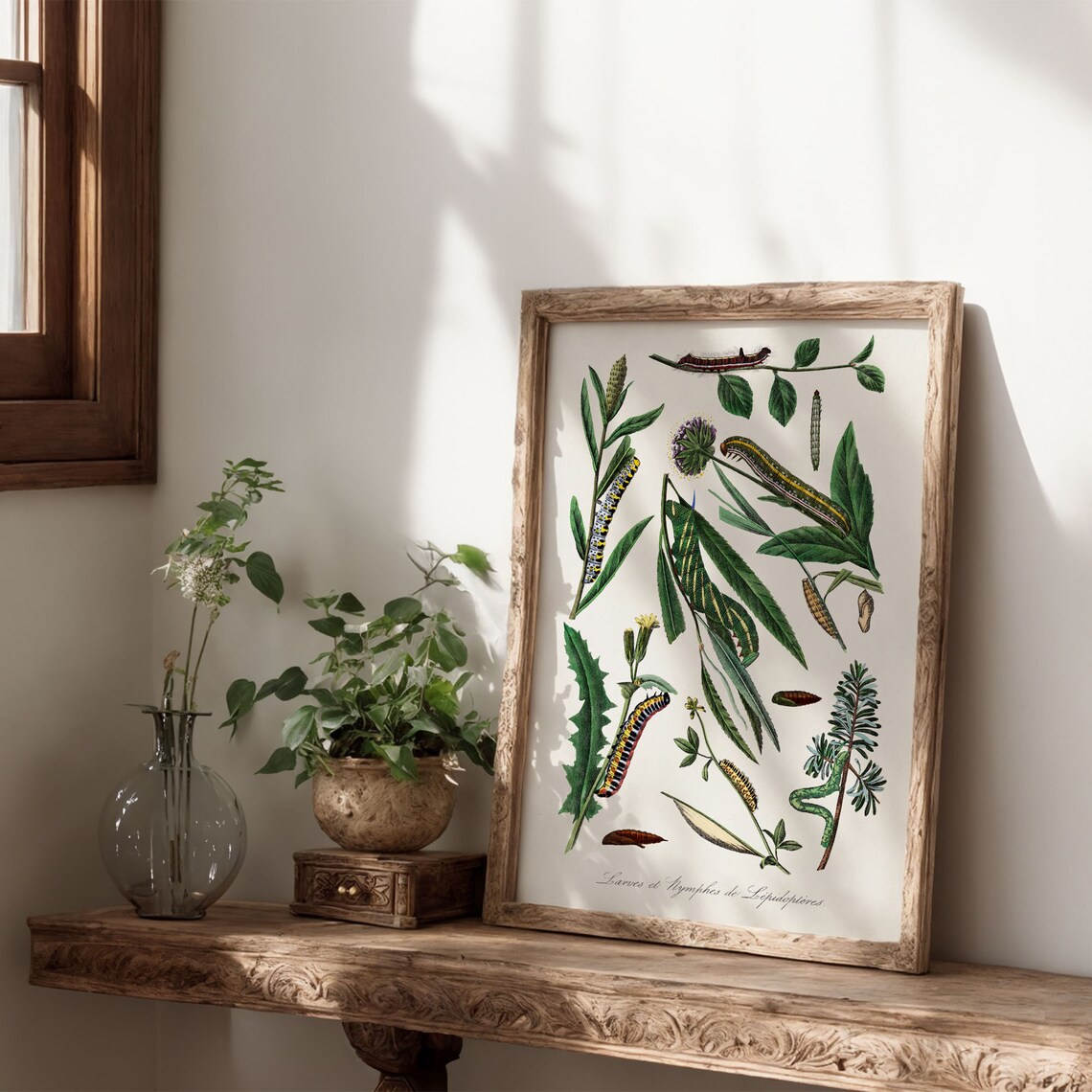 Vintage Caterpillar Entomology Plate Botanical Illustration Art Poster - Image 7