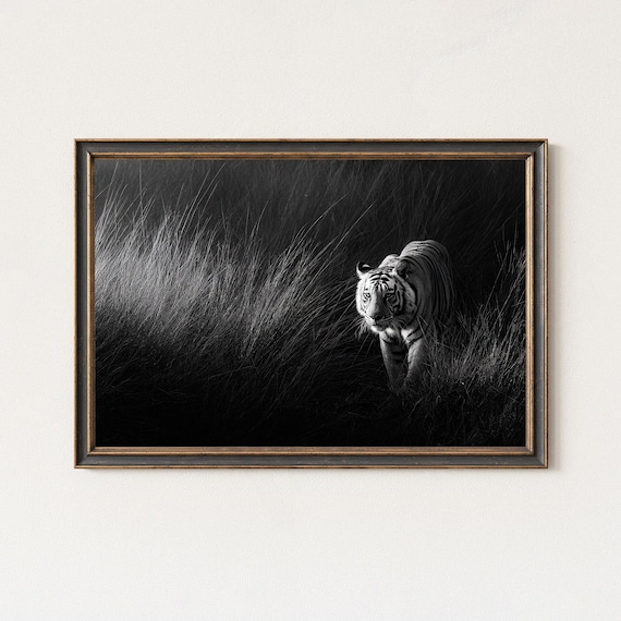 Black And White Tiger Wildlife Photography Print