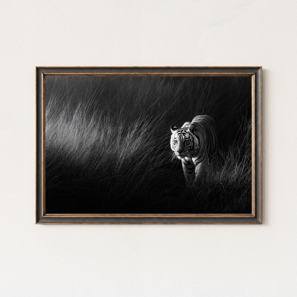Black And White Tiger Wildlife Photography Print