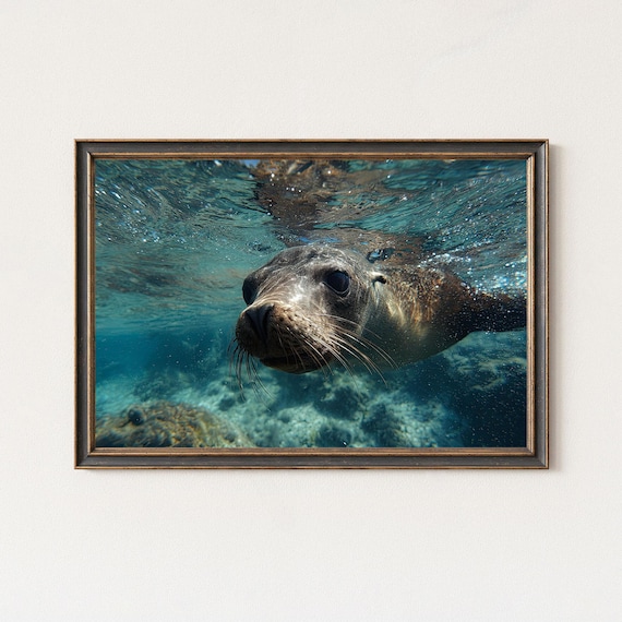 Sea Lion Photography Print Underwater Wildlife Wall Art