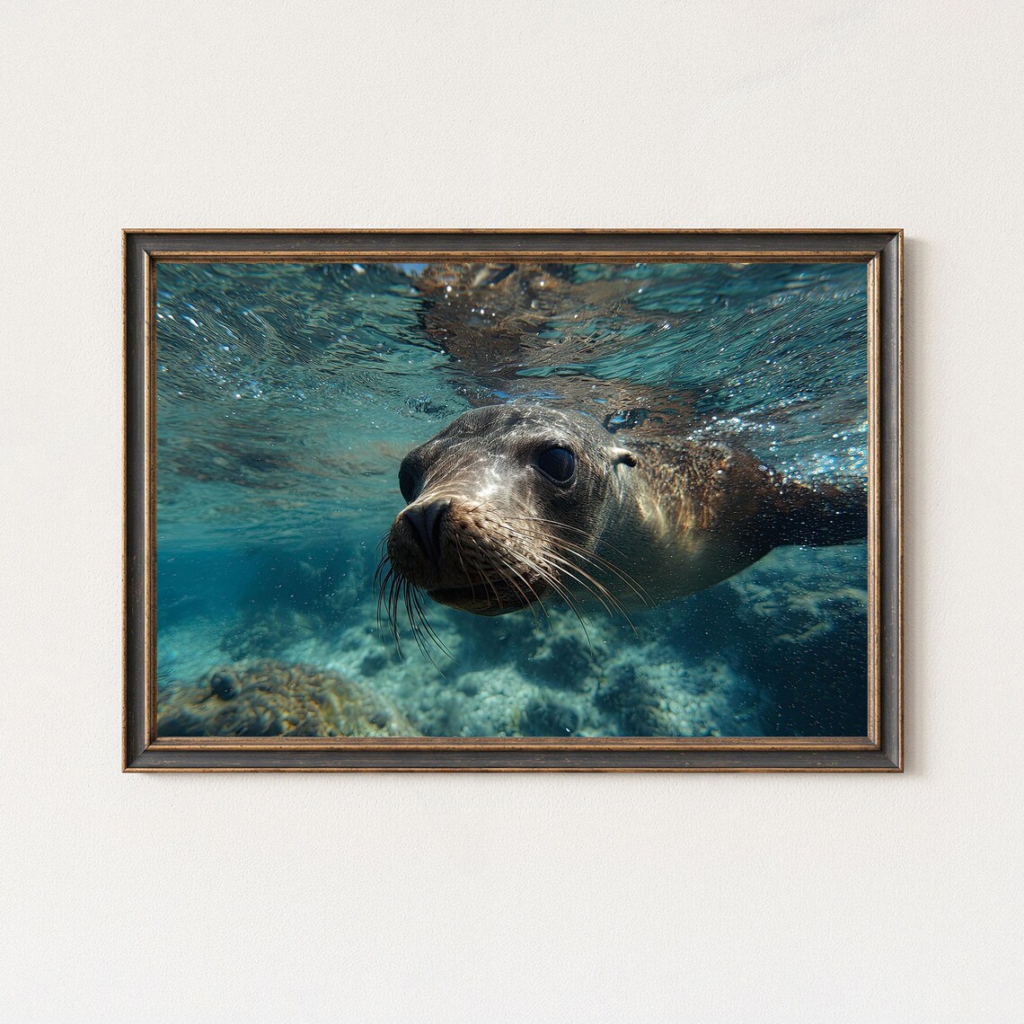 Sea Lion Photography Print Underwater Wildlife Wall Art