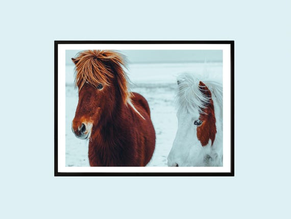 Icelandic Horses Print Winter Animal Photography Rustic Farmhouse Decor