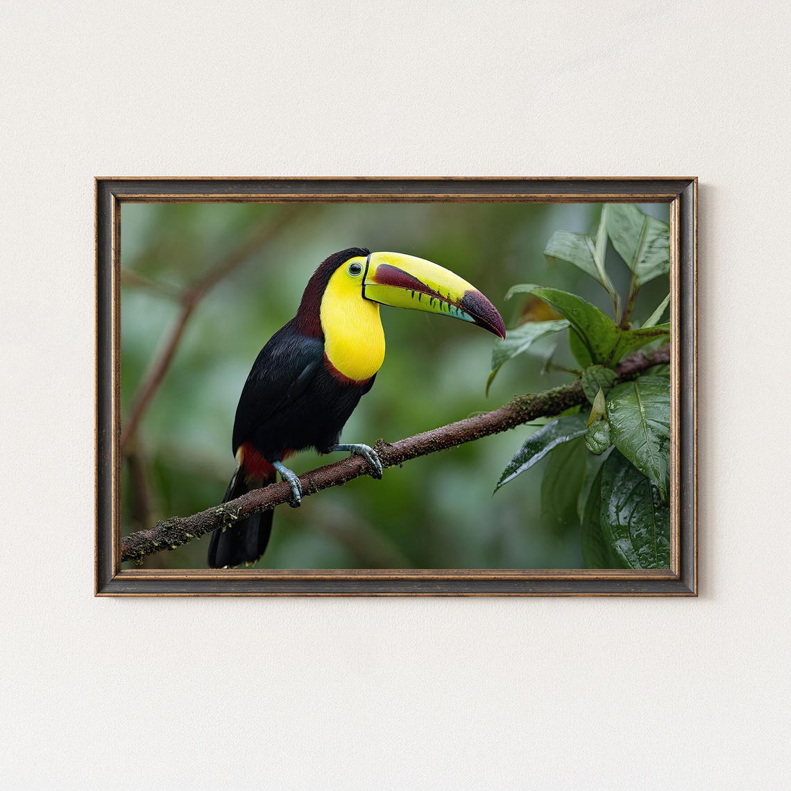 Keel Billed Toucan Perched on Branch Tropical Rainforest Bird Poster