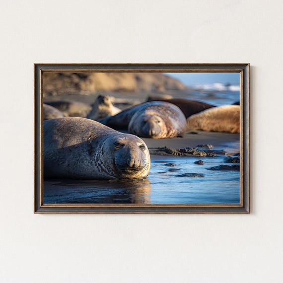 Elephant Seal Photography Print Coastal Wildlife Wall Art