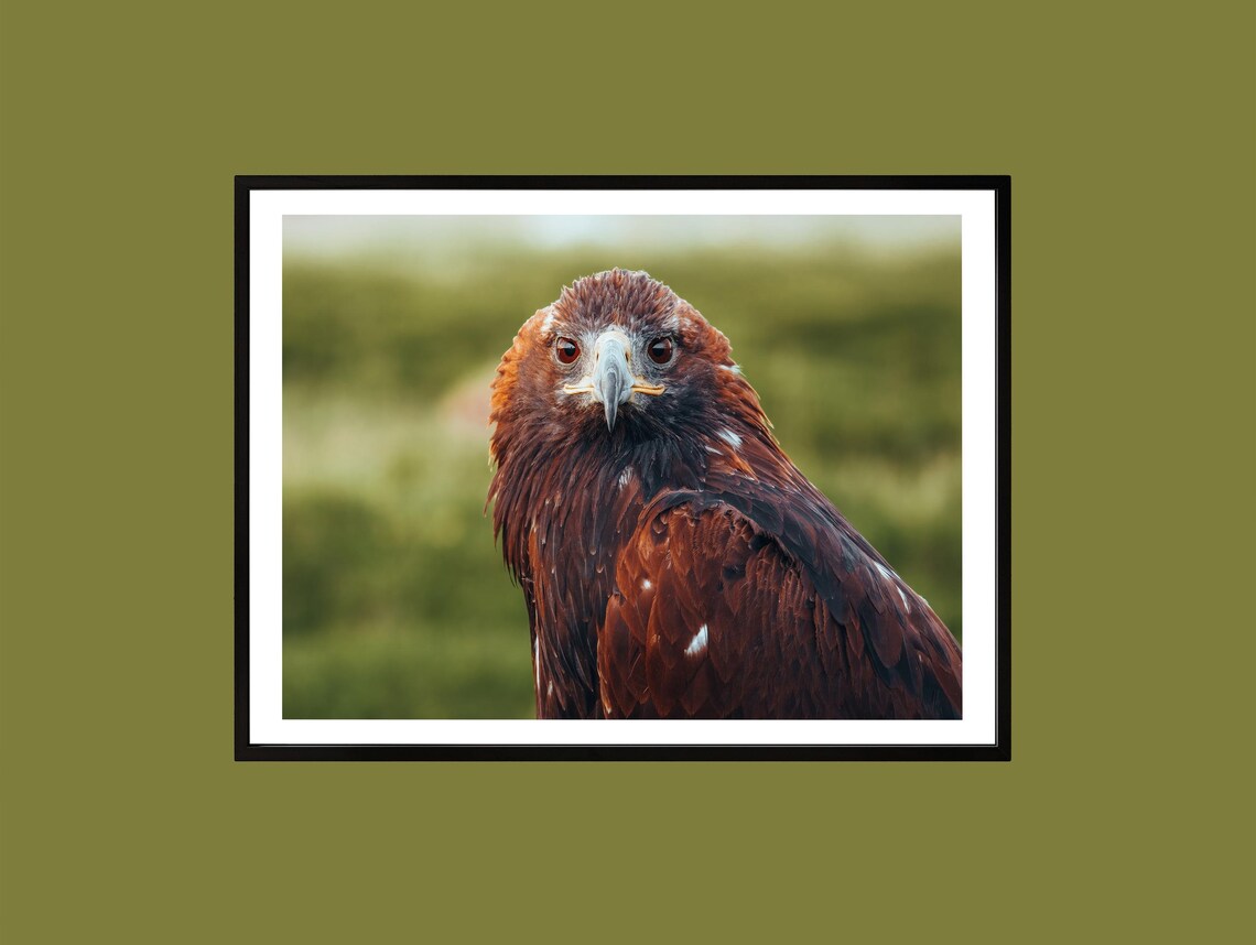 Golden Eagle Close Up Portrait Majestic Bird of Prey Art Print