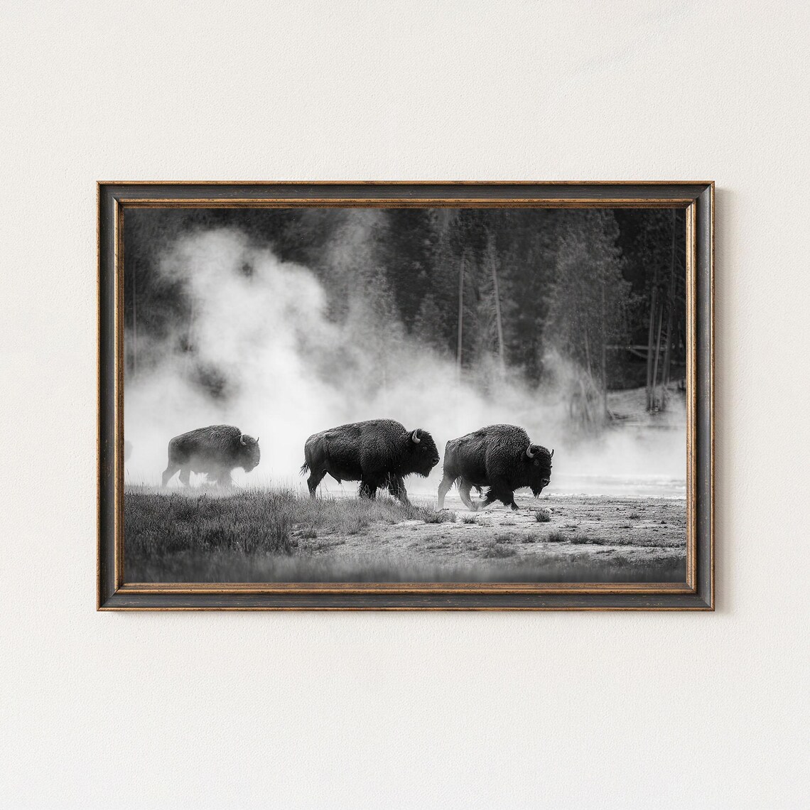 American Bison In Steam Black And White Wildlife Photo Print