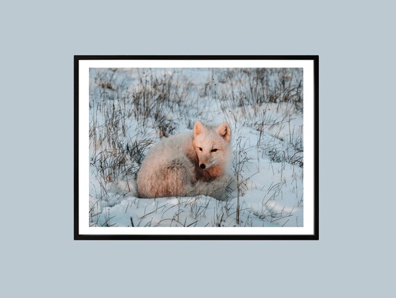 Arctic Fox Winter Print Snowy Wildlife Photography Nordic Decor