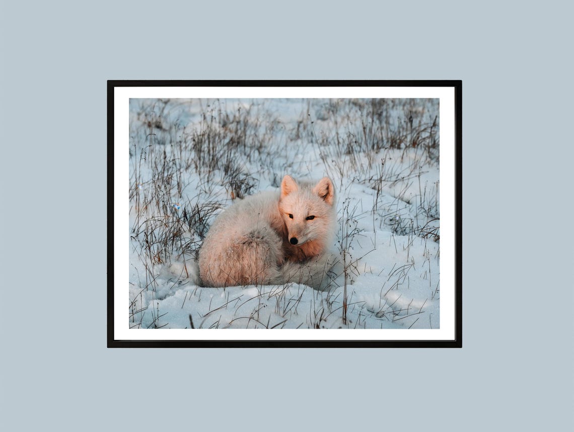 Arctic Fox Curled Up in Fresh Snow Winter Wildlife Photography Print