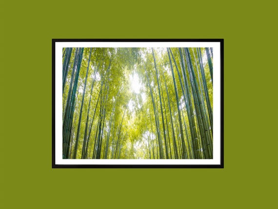 Zen Bamboo Forest Print Tranquil Nature Photography