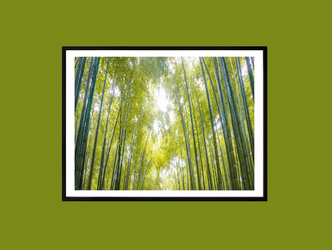 Zen Bamboo Forest Print Tranquil Nature Photography